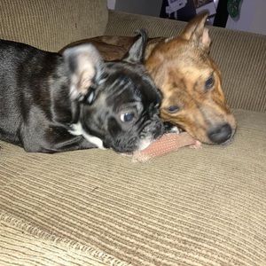 Meet your Posher, Bobby